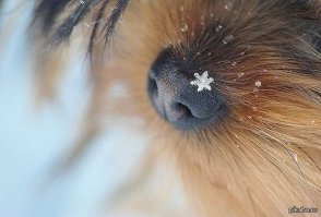 Пост of Собакен!