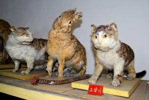 Котейка долгожитель