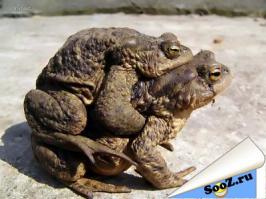 Вот он - любую жабу сможет