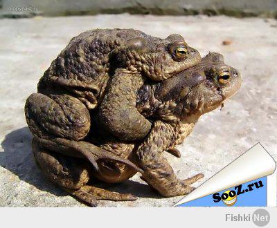 Вот он - любую жабу сможет