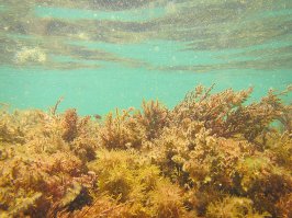 Подводные съемки всегда выглядят красиво, это результат редкости увиденного...  вот несколько из личного архива: