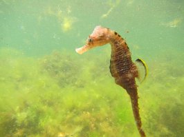 Подводные съемки всегда выглядят красиво, это результат редкости увиденного...  вот несколько из личного архива:
