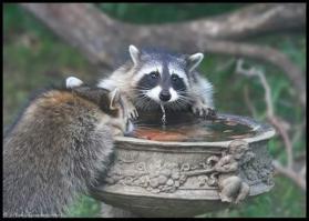 Необычный домашний питомец!