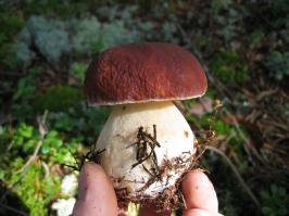 у нас в Ленинградской области вот такие сейчас идут