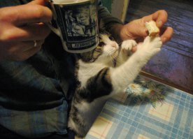 Любителям котов