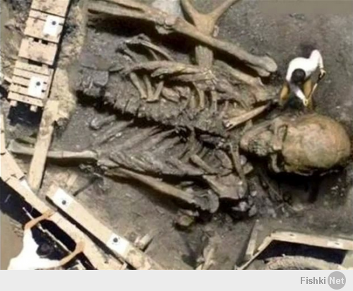 Обнаружены кости самого крупного существа, когда-либо жившего на Земле