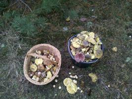 хотов- это киево-святошинский р-н? как то слабовато с грибами.... Хотяновка: