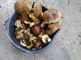 хотов- это киево-святошинский р-н? как то слабовато с грибами.... Хотяновка: