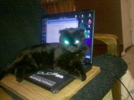 мой котэ практически зарядился