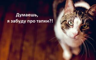  Котодевайсы, от которых ваш котэ будет в восторге