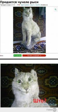 Таксидермисты жгут