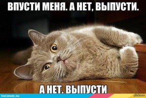 Типичный кот