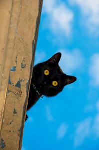 Стою,курю и чувствую смотрит кто-то. А кошарик соседский)))