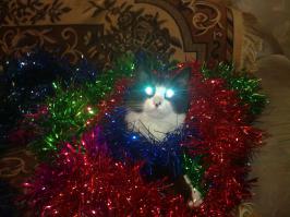 Мой Новый год любит, лампочки уже включил