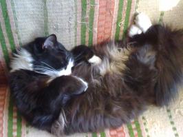 Коты, которые постигли искусство полного расслабления