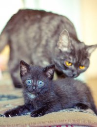 Вот на этом фото явно читается мысль кота" млять, я же кастрирован... откуда???"