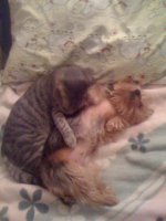 Мой: (паршивец этакий)

/это я его заснял в момент так сказать....короче,трапезы/


/ доедает/