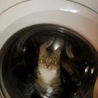 100 самых важных котофотографий всех времен