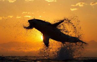 Снимите меня, типа я Боинг)