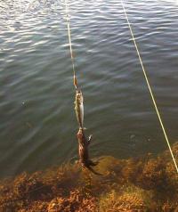  Неплохой улов