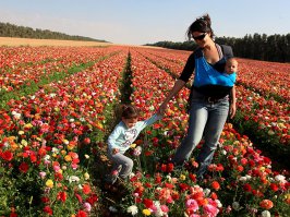 Рядом с киббуцем Нир Ицхак, расположенным в нескольких километрах к востоку от границы с сектором Газы, около 10 гектаров земли выделены под цветочные поля. Каждую весну сюда приходят израильские семьи с детьми, чтобы насладиться яркими природными красками и ароматом.

В июле-августе 2014 года, во время проведения антитеррористической операции "Нерушимая скала", в районе кибуца Нир Ицхак упали сотни ракет и минометных снарядов, выпущенных террористами из сектора Газы. Потребовалось несколько месяцев, чтобы очистить эти поля от неразорвавшихся снарядов и осколков.