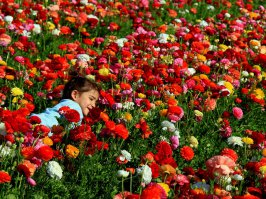 Рядом с киббуцем Нир Ицхак, расположенным в нескольких километрах к востоку от границы с сектором Газы, около 10 гектаров земли выделены под цветочные поля. Каждую весну сюда приходят израильские семьи с детьми, чтобы насладиться яркими природными красками и ароматом.

В июле-августе 2014 года, во время проведения антитеррористической операции "Нерушимая скала", в районе кибуца Нир Ицхак упали сотни ракет и минометных снарядов, выпущенных террористами из сектора Газы. Потребовалось несколько месяцев, чтобы очистить эти поля от неразорвавшихся снарядов и осколков.