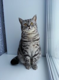 Мой кот Фунька но наверно надо было назвать Мартыном