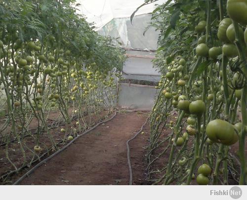 а так растут помидоры