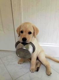 а еще они самые преданные и очень милые, я когда разговариваю со своим псом, он всегда наклоняет голову набок и очень внимательно слушает)