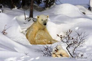 28 детенышей животных, которые напомнят вам, что мир прекрасен!