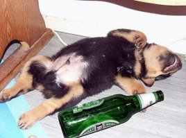 20 щенков, утомлённых своим первым днём дома