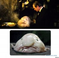 12 самых необычных животных планеты