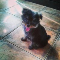 Портрет шпица в интерьере