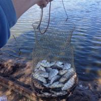 125 карасей за 4 часа) Отличный был день!