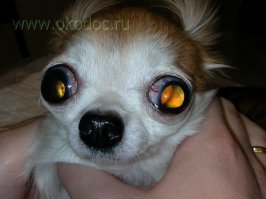  Взгляд самца