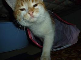 Наш Рыжий!!! Самая наглая морда в мире!!