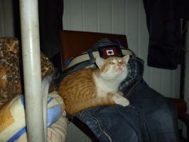 Наш Рыжий!!! Самая наглая морда в мире!!