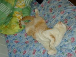 Наш Рыжий!!! Самая наглая морда в мире!!