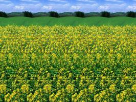 Стереокартинки 