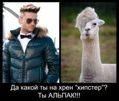 25 альпак с самыми крутыми причёсками