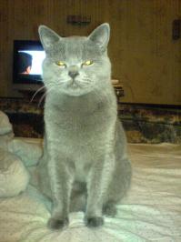 Фишкина солянка за 04.10.2014 