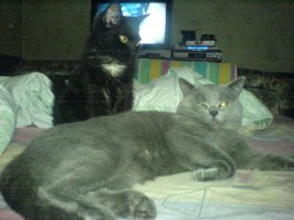 это точно, кот британец, дек это чудо реально себя считает чуть ли не богом, а кошка обычный помойкас с улицы, так же подобранная на стоянке глубокой осенью