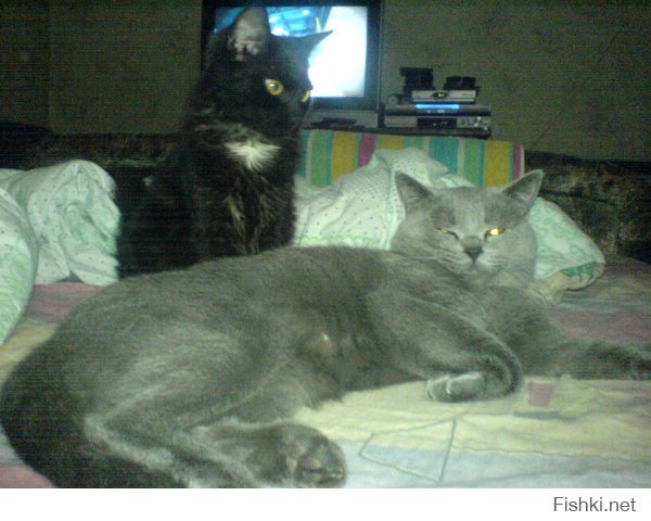 это точно, кот британец, дек это чудо реально себя считает чуть ли не богом, а кошка обычный помойкас с улицы, так же подобранная на стоянке глубокой осенью