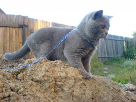 Без кота и жизнь не та!