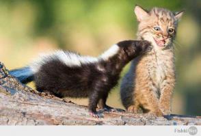 15 очаровательных поцелуев среди животных