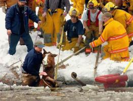 Мы  в ответе за тех, кого приручили