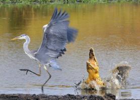 Конкурс фотографий дикой природы 2014