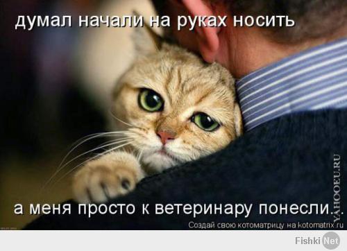 Самые грустные коты 