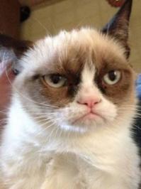 Лучшие фотографии кошек всех времен и народов