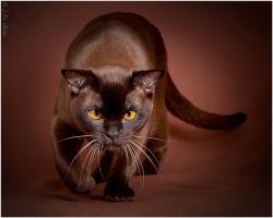 Бурманская